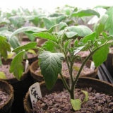 Kako hraniti sadnice paradajza kod kuće